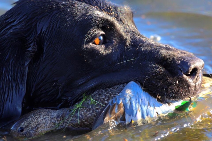 Duck & Goose Hunting Rates