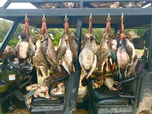 Duck Hunts