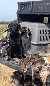 Duck Hunts