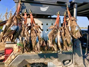 Duck Hunts