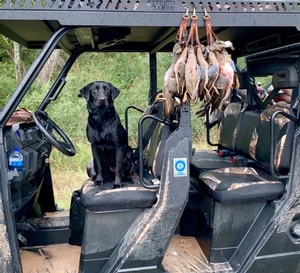 Duck Hunts