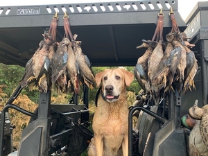 Duck Hunts