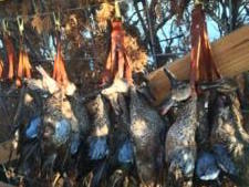 Duck Hunts