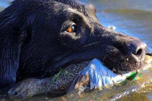 Duck Hunts