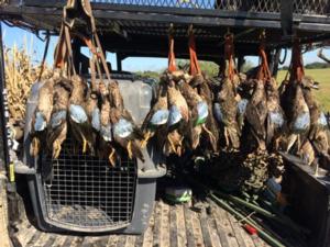 Duck Hunts