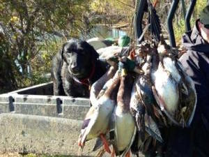 Duck Hunts
