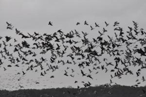 Goose Hunts