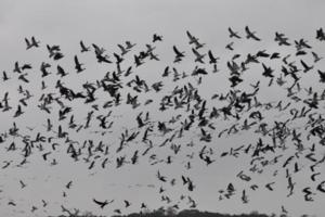 Goose Hunts
