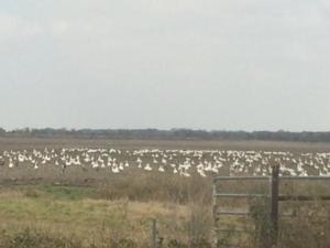 Goose Hunts