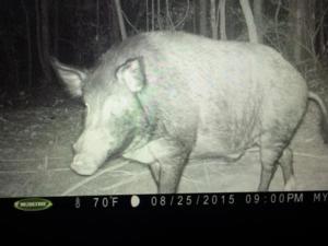 Hog Hunting