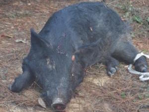 Hog Hunting