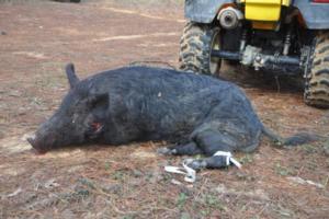 Hog Hunting
