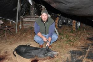 Hog Hunting