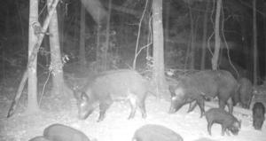Hog Hunting