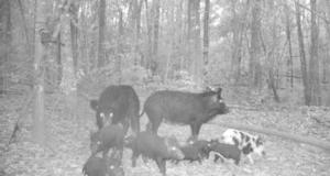 Hog Hunting