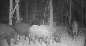 Hog Hunting